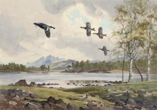 John Cyril Harrison - Blackcock in flight, in the Highlands