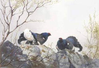 John Cyril Harrison - Blackgame at the lek