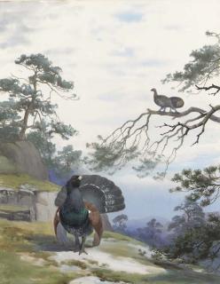John Cyril Harrison - Capercaillie displaying