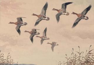 John Cyril Harrison - Coming in, white fronted geese; and \