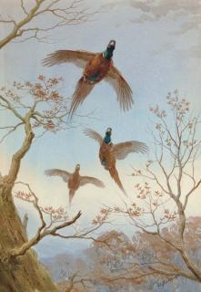 John Cyril Harrison - Coming Up: Pheasants in Flight