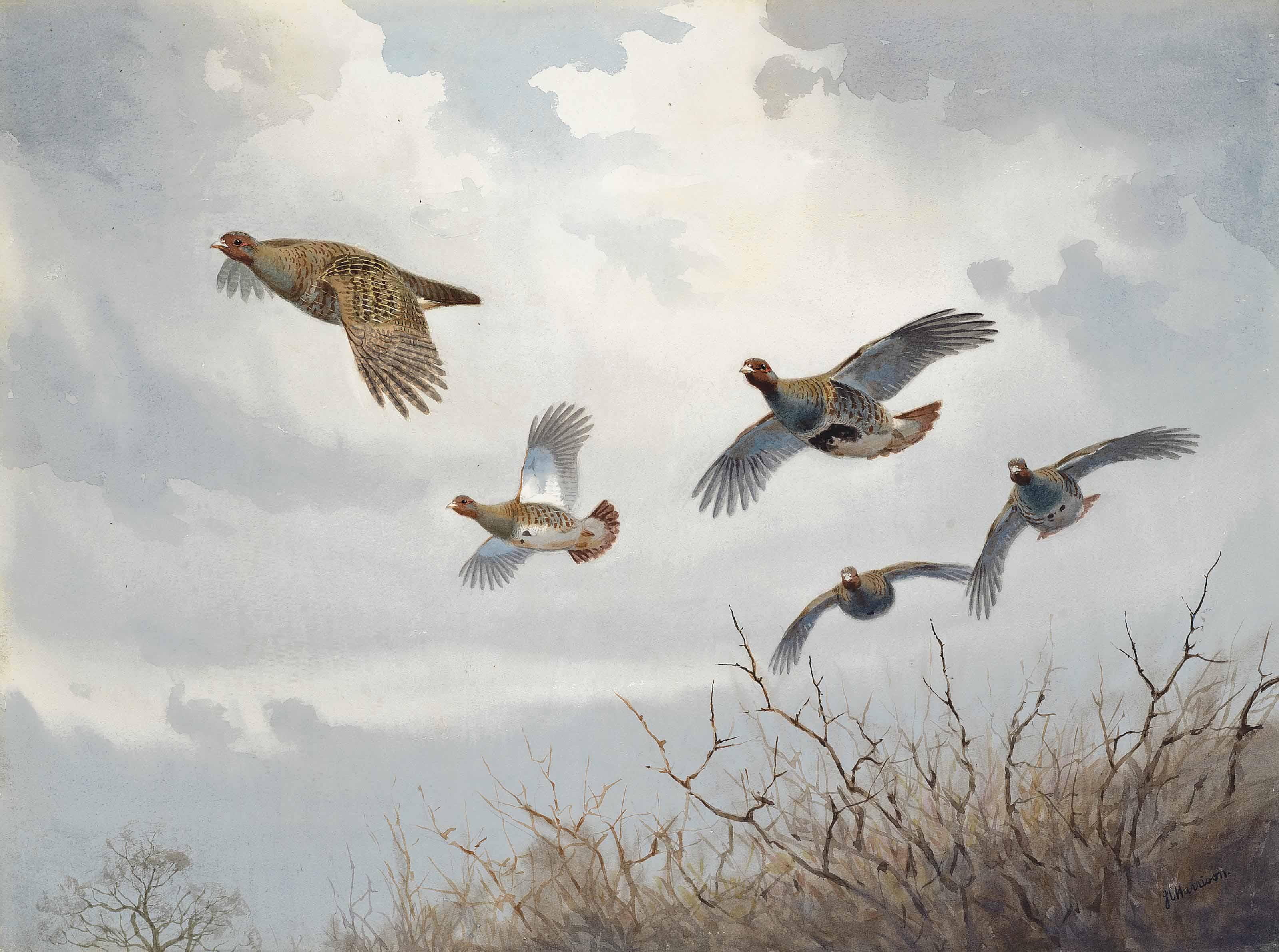 John Cyril Harrison - Grey partridge in flight