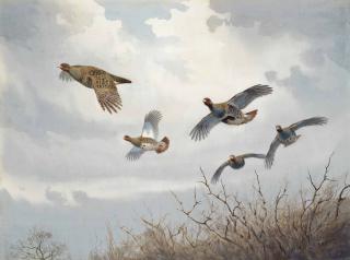 John Cyril Harrison - Grey partridge in flight