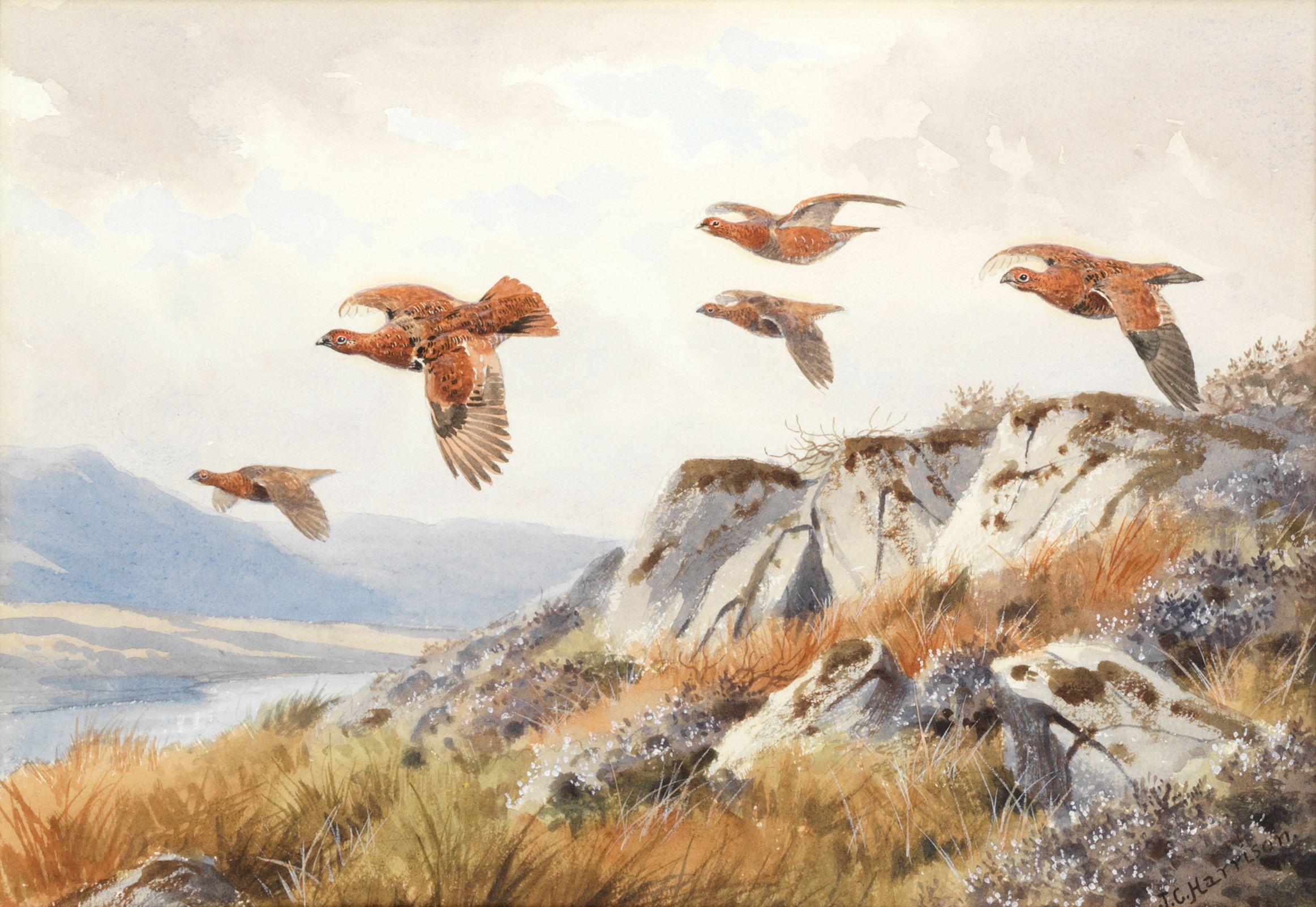 John Cyril Harrison - Grouse low over the rocks; Blackneck pheasants, a pair