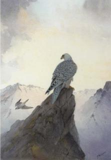 John Cyril Harrison - Gyr falcons