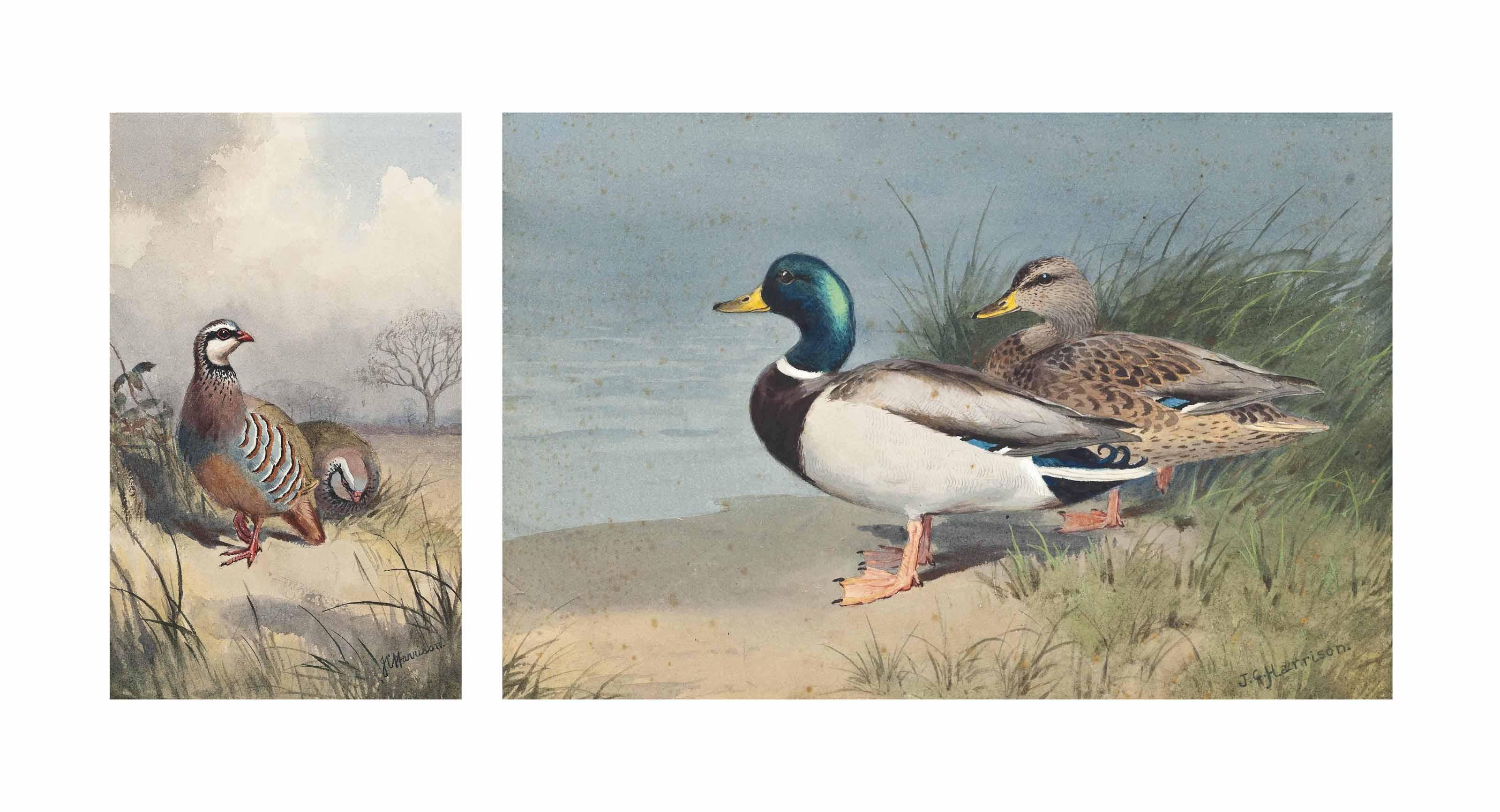 John Cyril Harrison - Mallards At The Water\'S Edge; And A Pair Of French Partridges