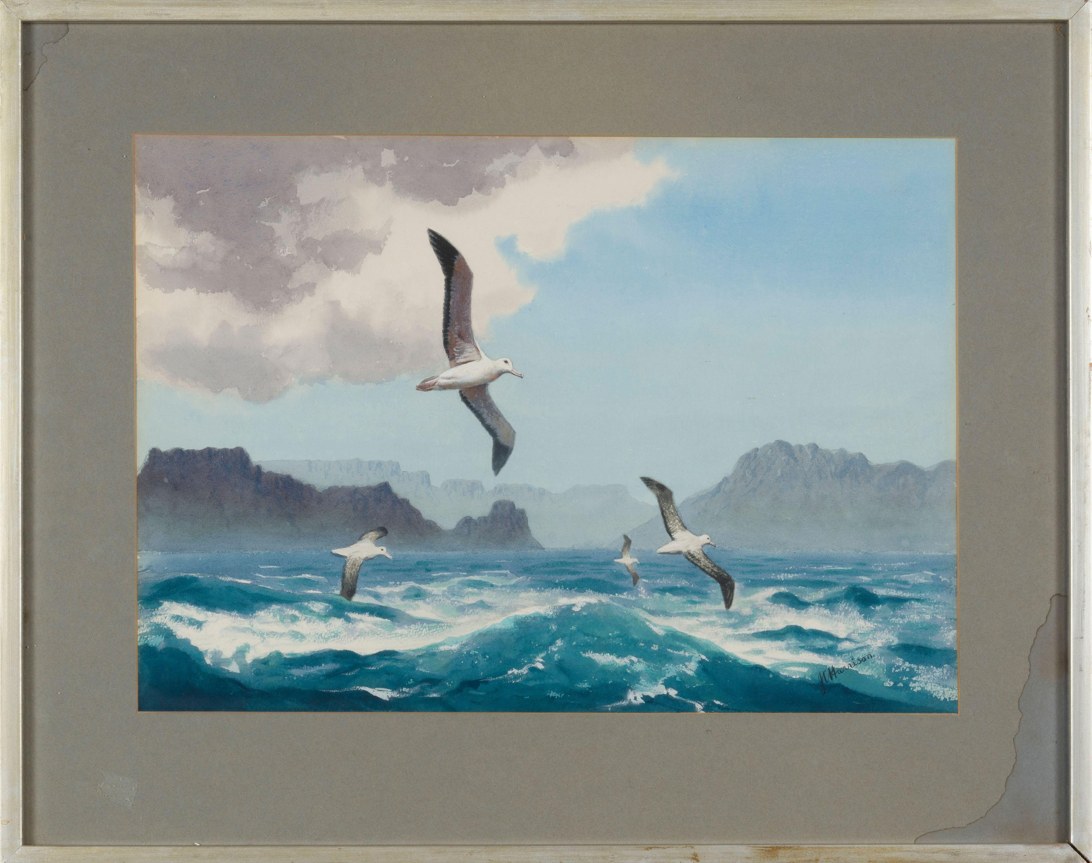 John Cyril Harrison - Oiseaux en plein vol
