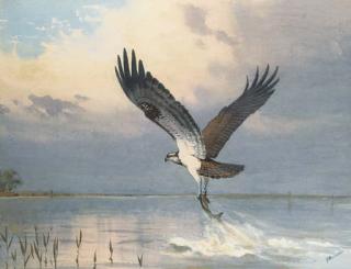 John Cyril Harrison - Osprey fishing