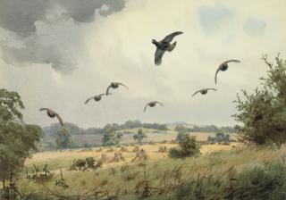 John Cyril Harrison - Partridge in flight over a harvest field