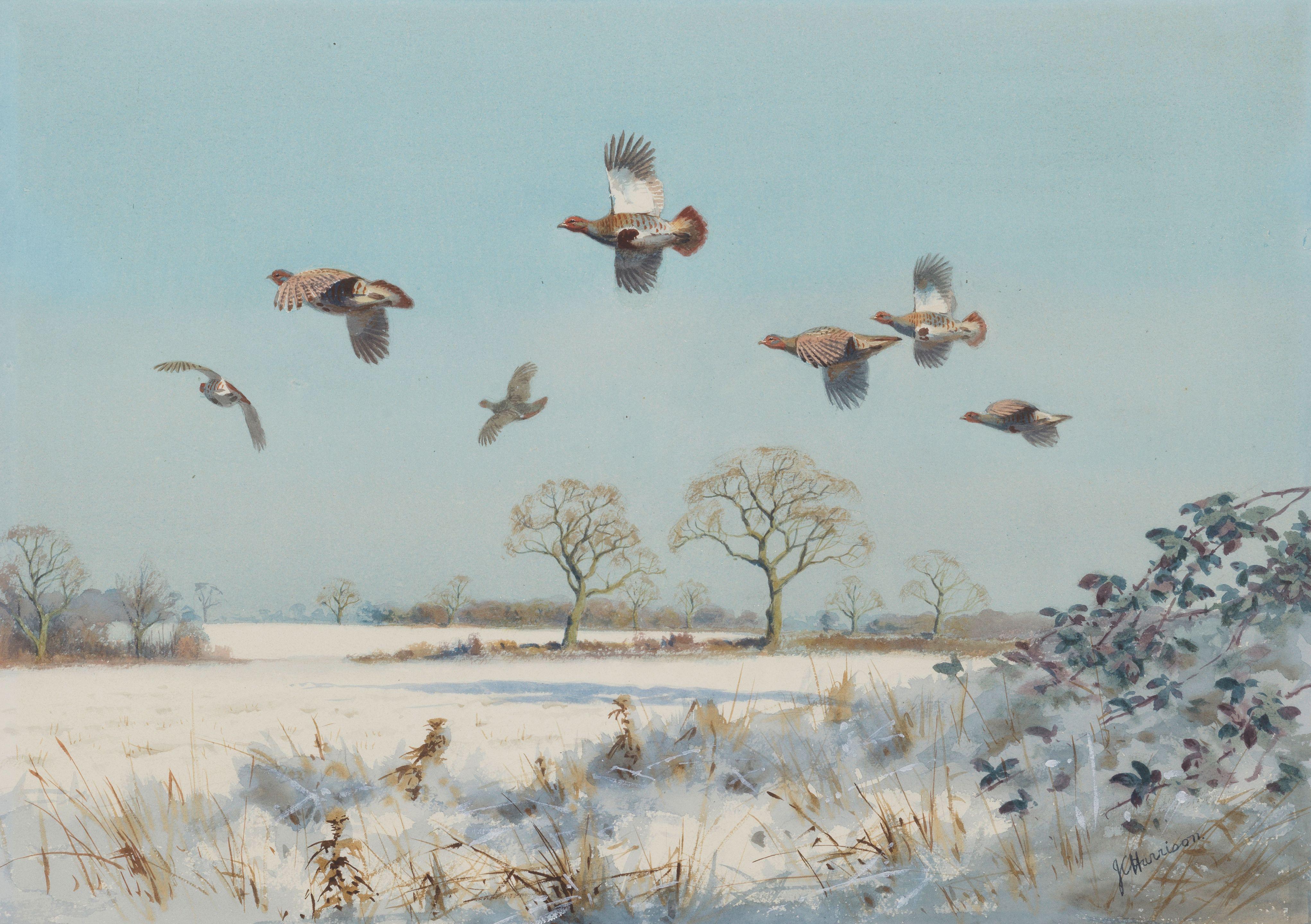 John Cyril Harrison - Partridges in flight over snowy fields