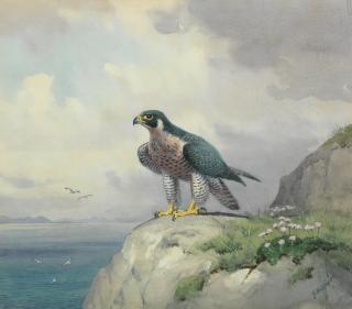 John Cyril Harrison - Peregrine Falcon