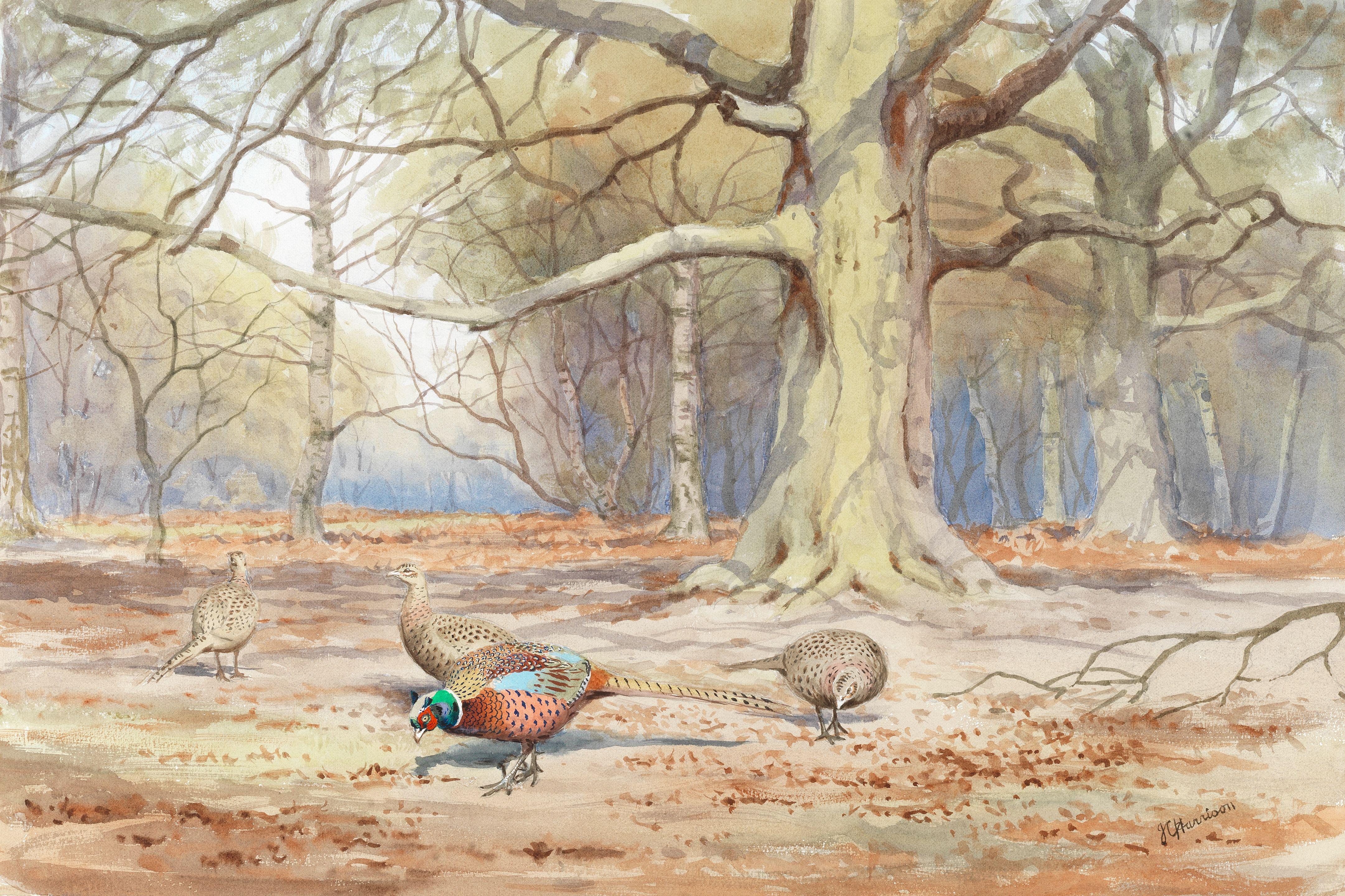 John Cyril Harrison - Pheasants Under Beech Trees
