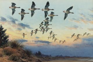 John Cyril Harrison - Pink-footed geese in flight