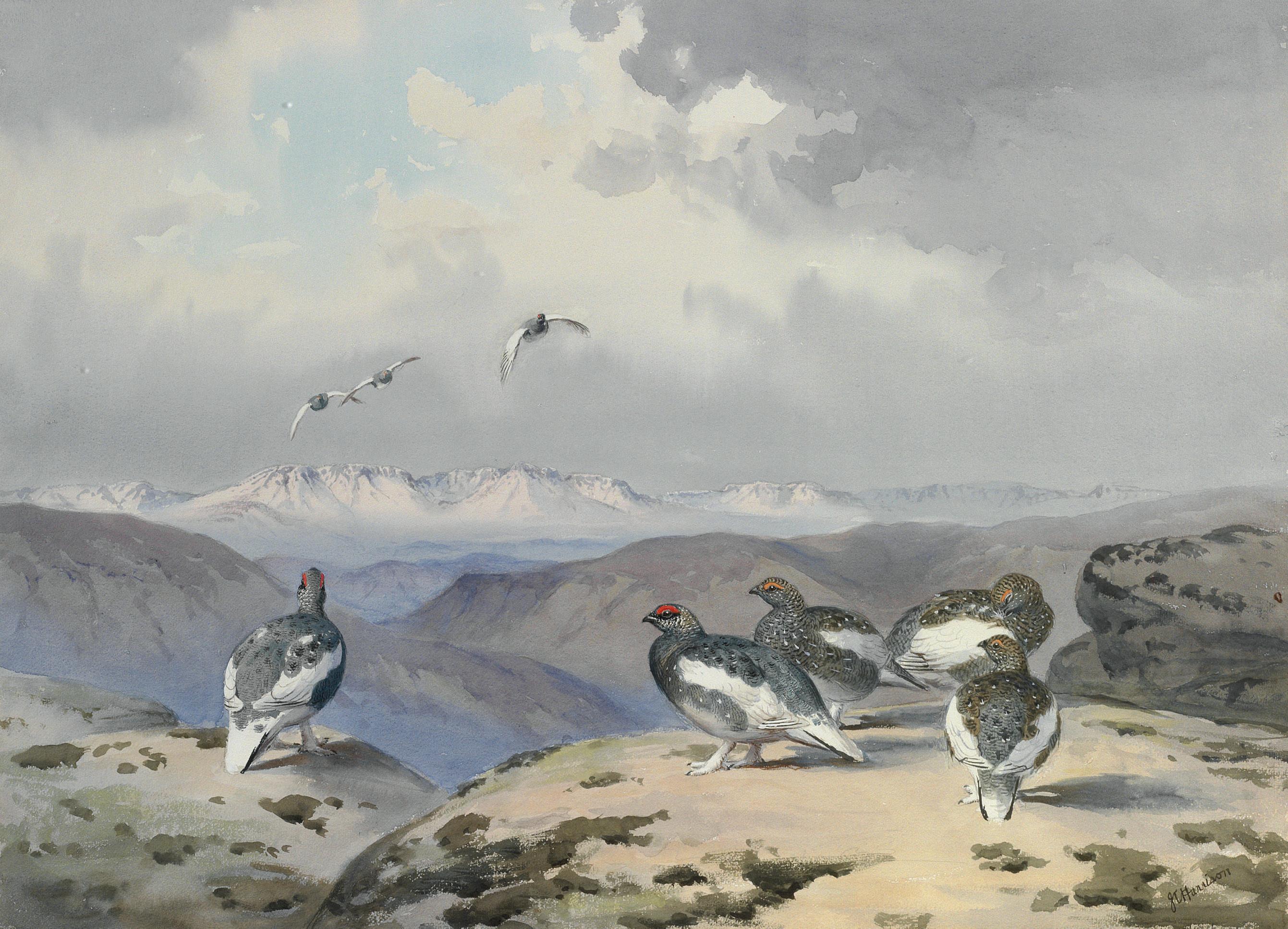 John Cyril Harrison - Ptarmigan in mid plumage