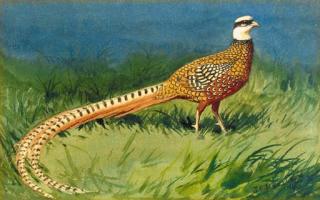 John Cyril Harrison - Reeves\' Pheasants; and A partridge