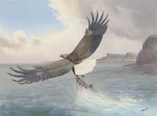John Cyril Harrison - Sea-eagle catching a salmon