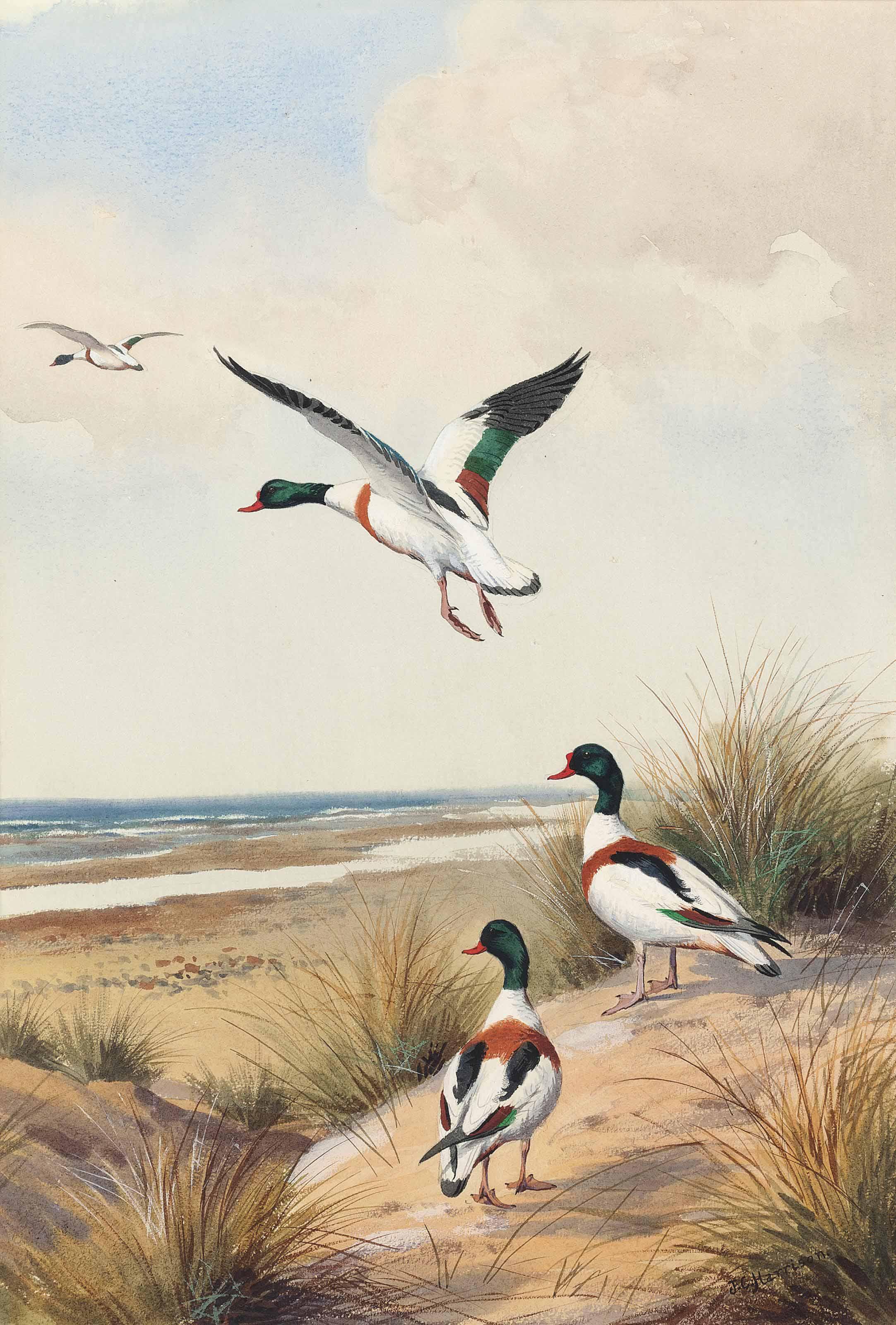 John Cyril Harrison - Shell Ducks Taking Flight Seaward