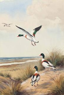 John Cyril Harrison - Shell Ducks Taking Flight Seaward