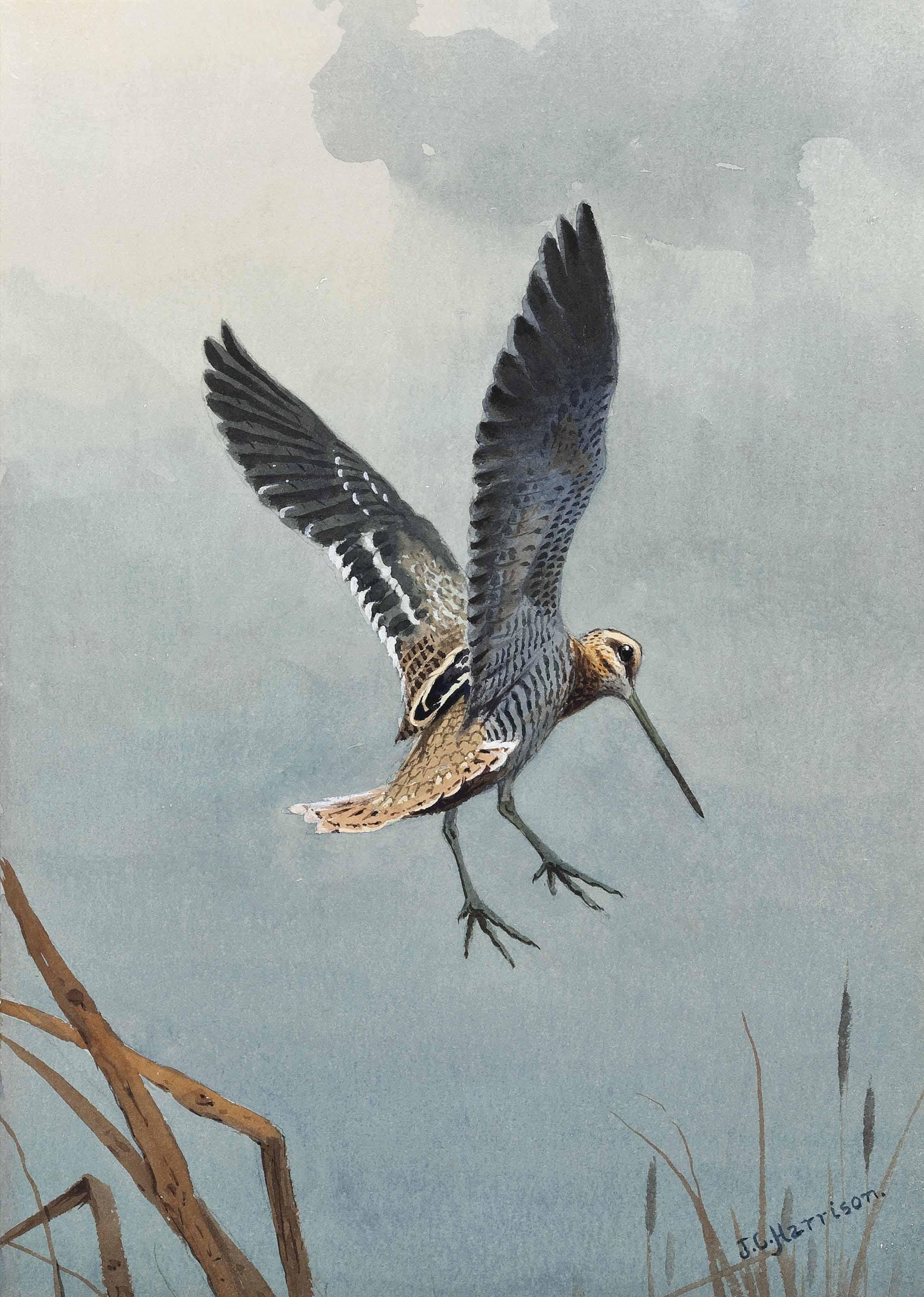 John Cyril Harrison - Snipe Alighting