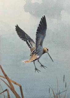 John Cyril Harrison - Snipe Alighting