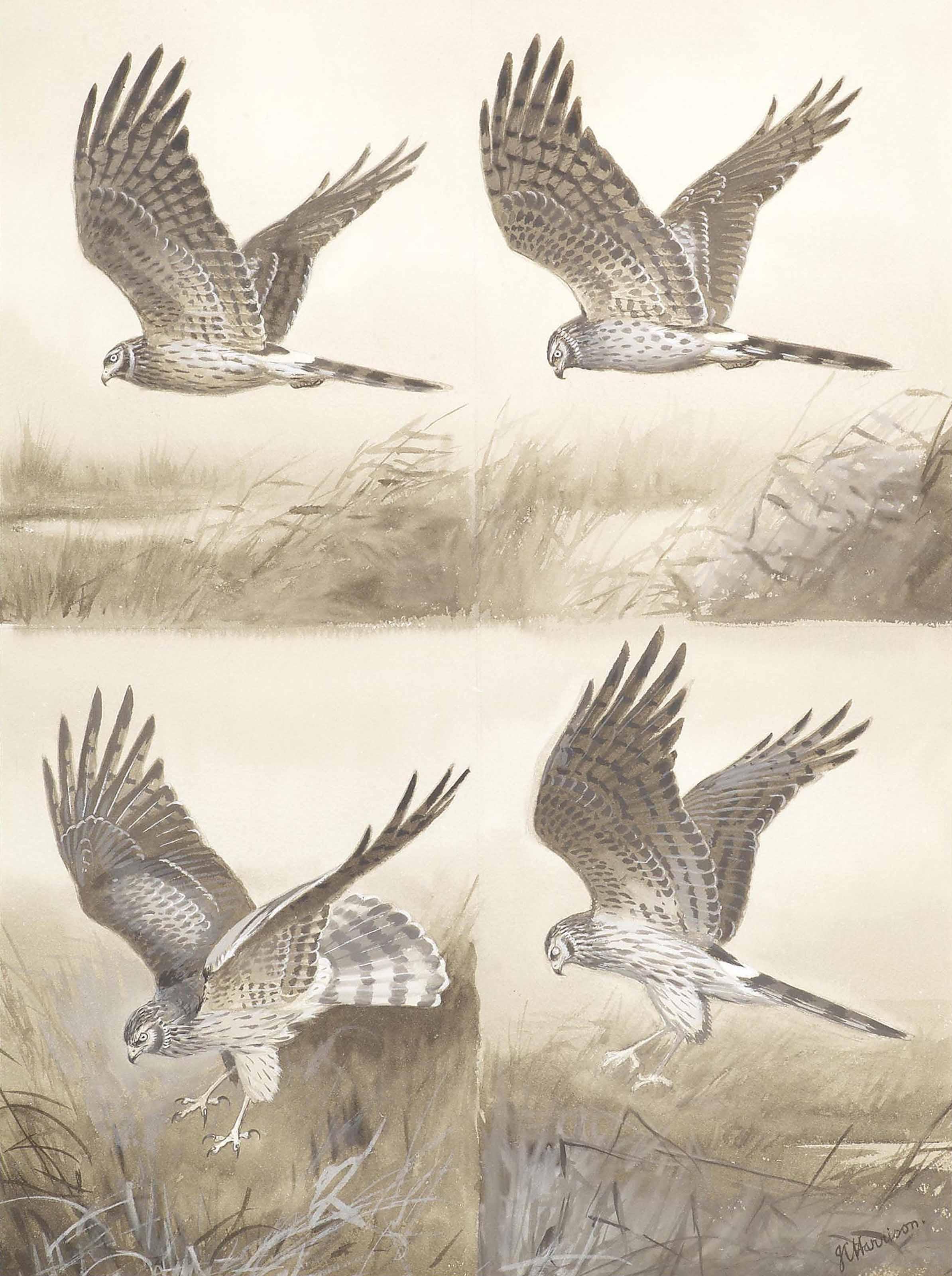 John Cyril Harrison - Studies of Hen harrier, American marsh harrier, Pallid harrier, and Montagu\'s harrier