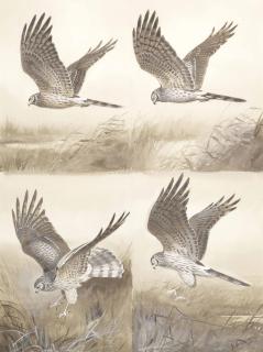 John Cyril Harrison - Studies of Hen harrier, American marsh harrier, Pallid harrier, and Montagu\'s harrier