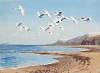 John Cyril Harrison - Swans in flight