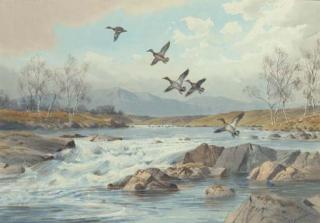 John Cyril Harrison - Teal springing