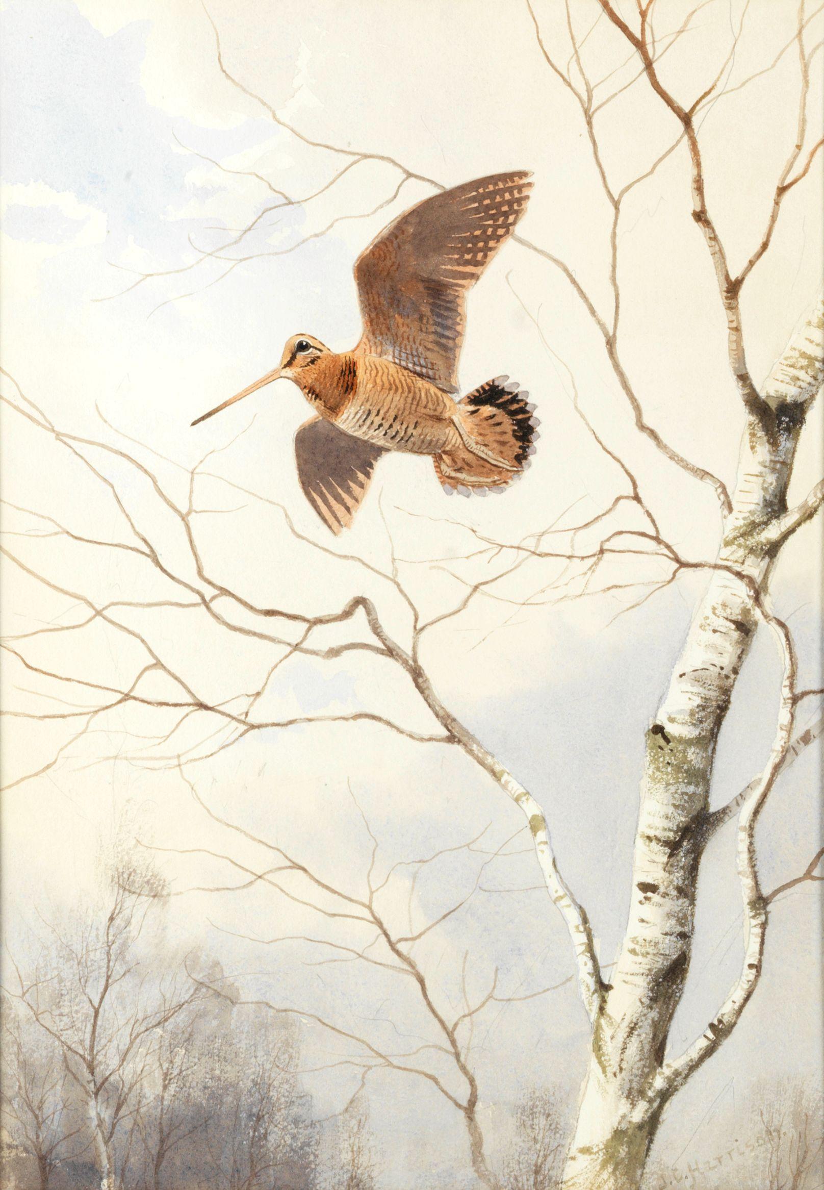John Cyril Harrison - Woodcock rising from cover; A covey of partridges over stubble, a pair