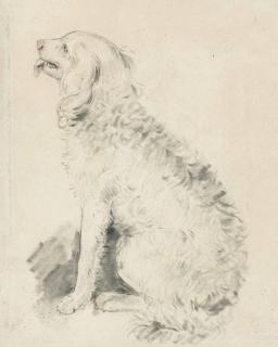 John Downman, A.R.A. - Study Of A Dog