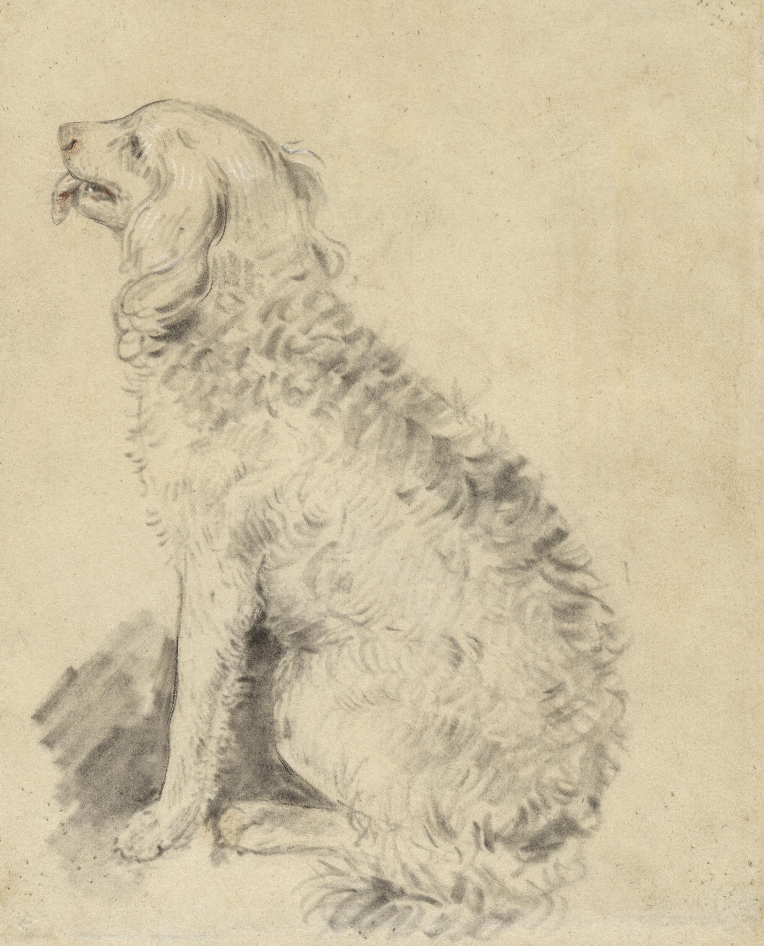 John Downman, A.R.A. - Study of a spaniel