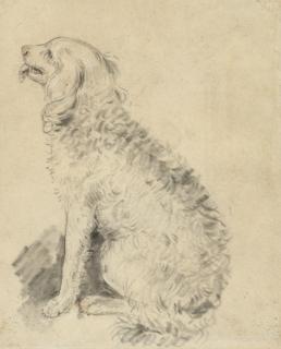 John Downman, A.R.A. - Study of a spaniel