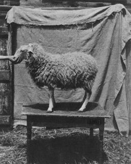 John Dugdale - Prize Lamb