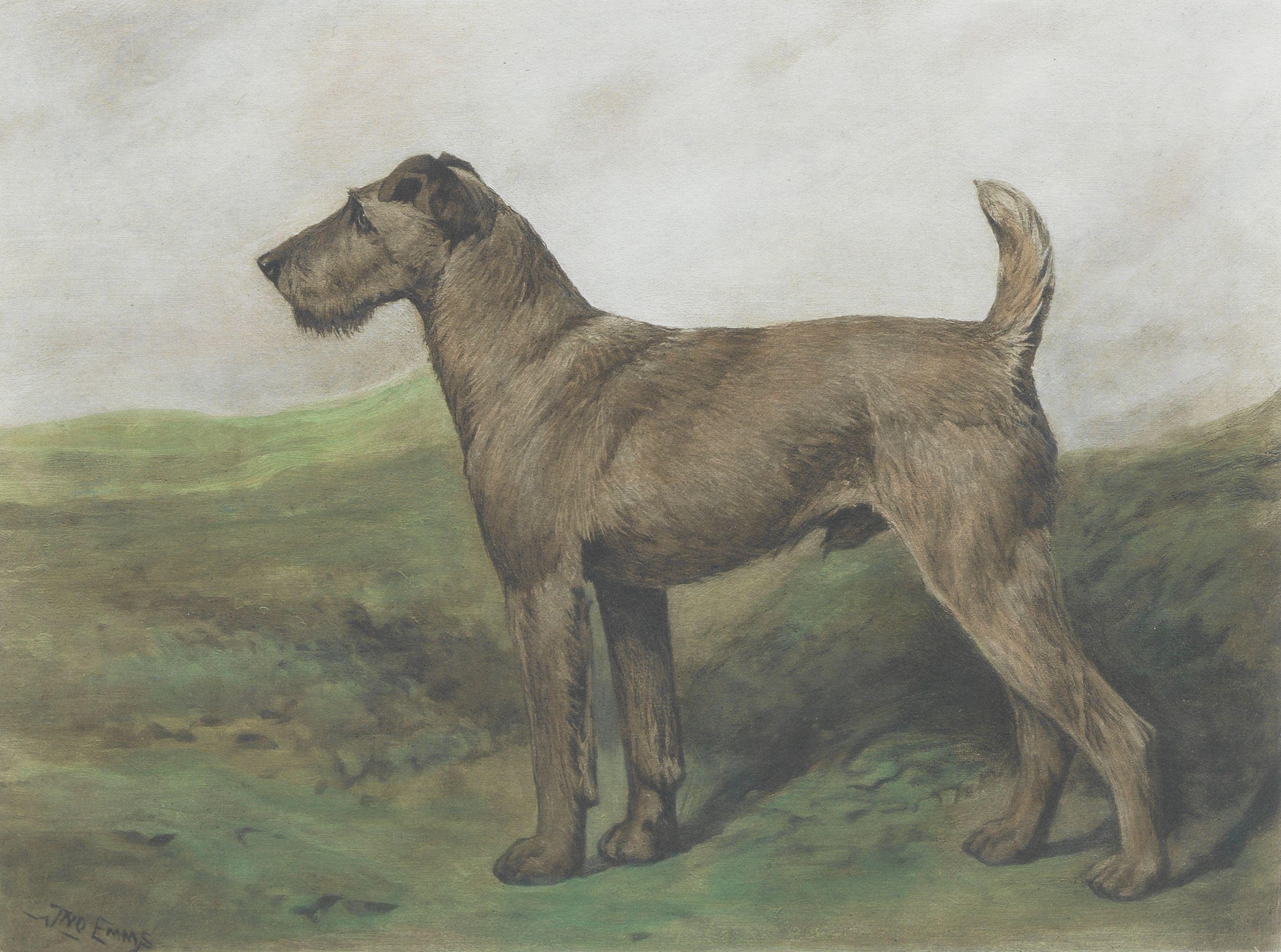 John Emms - Airedale Terrier