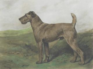 John Emms - Airedale Terrier