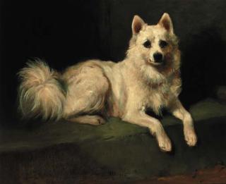 John Emms - Minnie, a samoyed