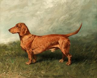 John Emms - Portrait of a dachshund