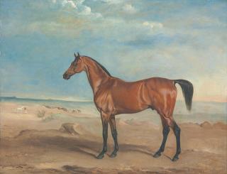 John Ferneley - The Arab stallion \'Orelio\' in a desert landscape, other horses and figures beyond