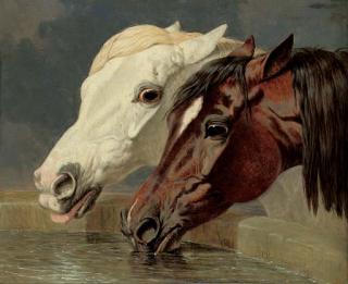 John Frederick Herring, Sen. - A grey and a dark bay, drinking at a trough