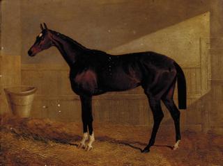 John Frederick Herring, Sen. - Lucetta, A Bay Racehorse In A Stable