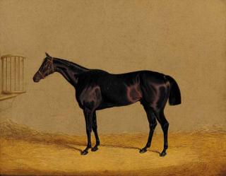 John Frederick Herring, Sen. - Mulatto, a dark brown racehorse in a stable