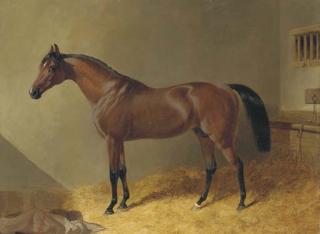 John Frederick Herring, Sen. - Pacelot, a bay stallion, in a stable
