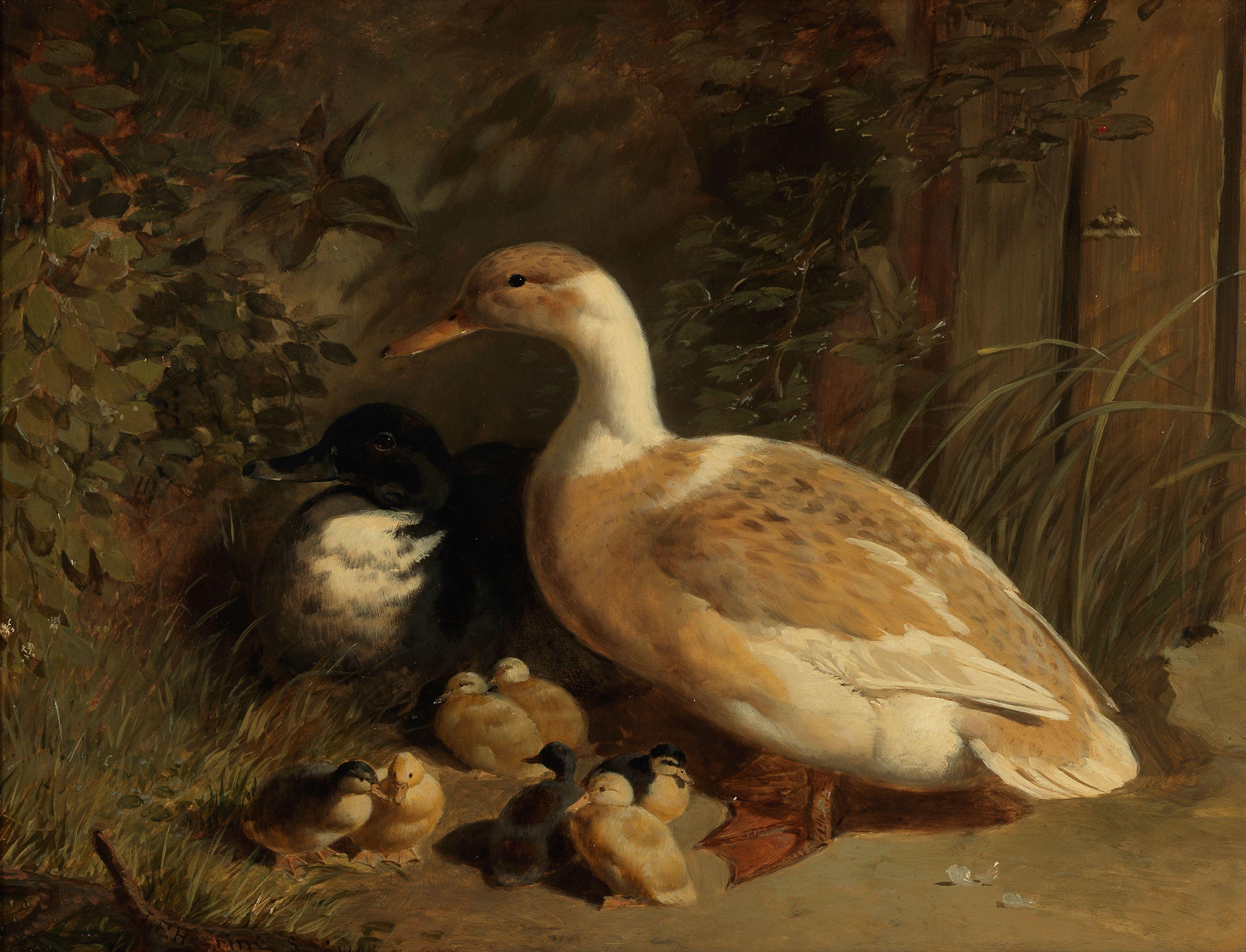John Frederick Herring, Snr. - Ducks and ducklings