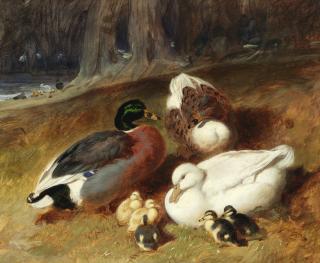 John Frederick Herring, Snr. - Ducks and ducklings
