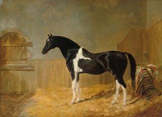 John Frederick Herring, Snr. - Peru