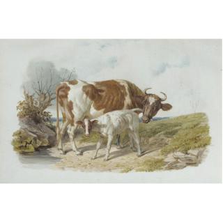 John Frederick Herring Snr - Study Of A Cow And Her Calf