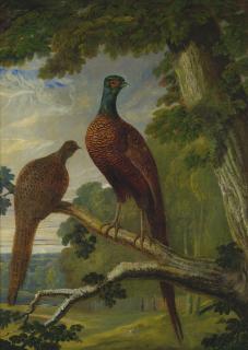 John Frederick Herring Sr. - A Pheasant Cock And Hen