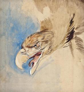 John Frederick Lewis, P.R.A. - Study of the head of an eagle