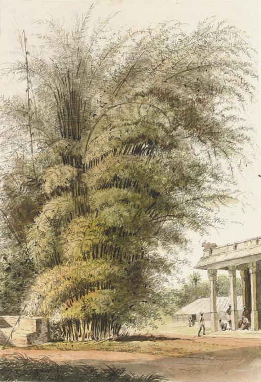 John Gantz - Bamboo grove