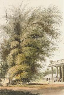 John Gantz - Bamboo grove